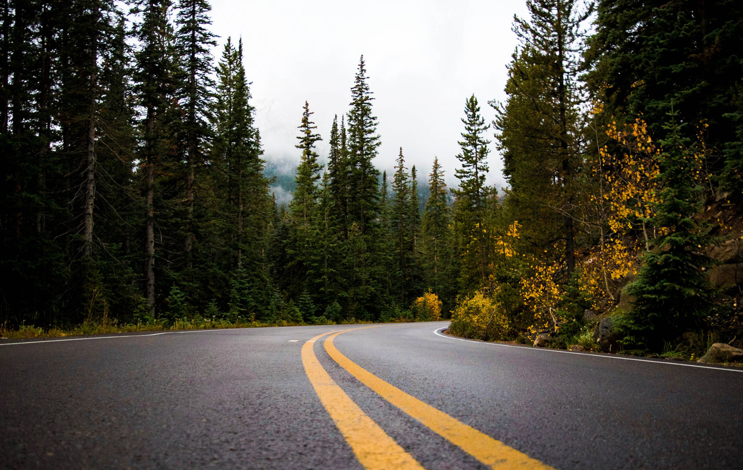 Security Tips Guarantee Your Safety While Driving Picture: close up of empty highway going around a bend and surrounded by pine trees.